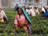 Permanent Link to Tea growers in Assam face threats from militant outfits Tea growers in Assam face threats from militant outfits