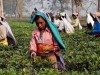 Tea growers in Assam face threats from militant outfits