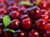 Winter special: 5 fruits you must have to boost immunity