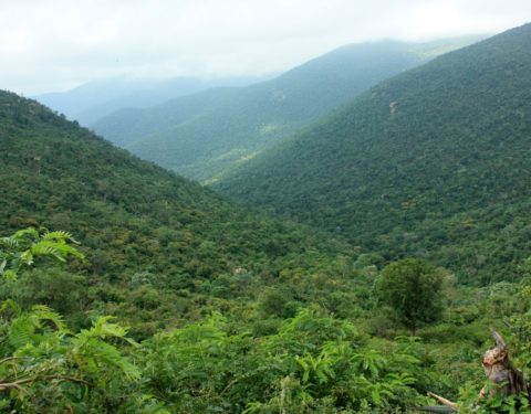 Permanent Link to MM Hills- The verdant mountains of Karnataka MM-Hills-Karnataka