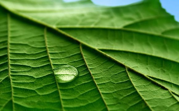 Plant sterols may prevent onset of Alzheimer’s disease