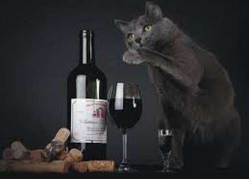 Now, wine for cats!