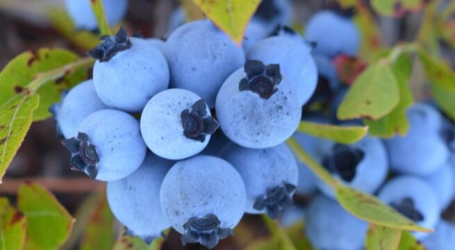 2 cups of wild blueberries a day may help keep the doctor at bay