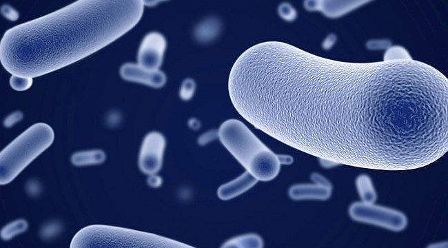 Gut microbes up risk of colorectal cancer