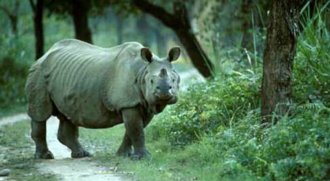 Assam's Kaziranga National Park gives warm welcome to tourists