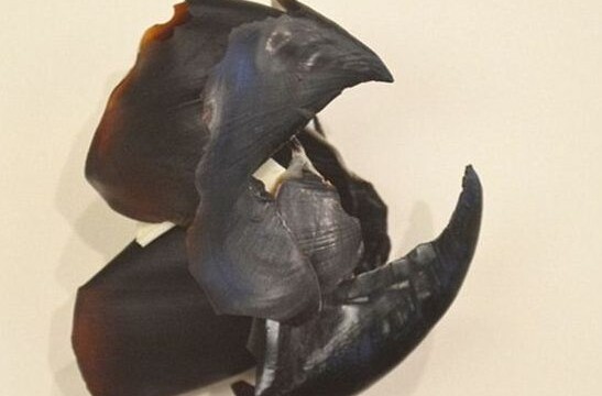 New fossil evidence of `mythical Kraken sea monster` discovered