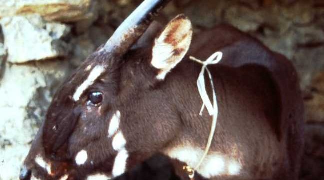 Rare `Asian unicorn` spotted after 15yrs in Vietnam