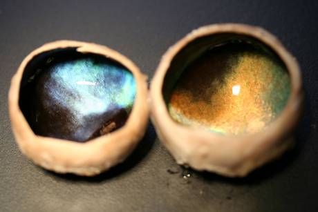 Reindeers` eyes` change colour from gold to blue over course of seasons