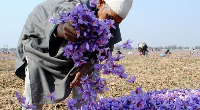 Riot of colour, fragrance in Kashmir's saffron fields