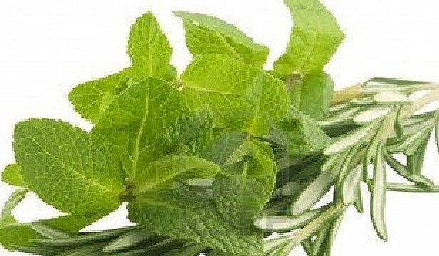 Rosemary and spearmint extract may help stave off Alzheimer’s disease