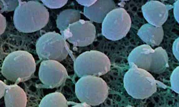 Staphylococcus bacteria