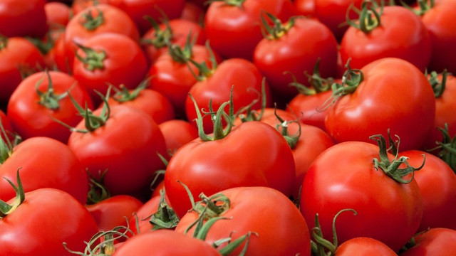 Genetically engineered tomatoes could help improve cholesterol levels