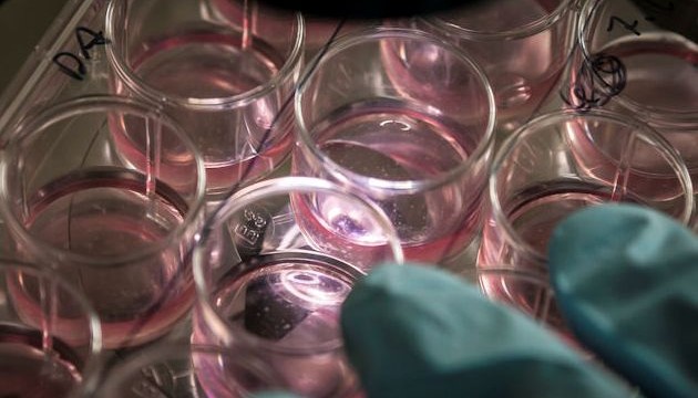 Scientists successfully grow artificial skin from umbilical cord stem cells