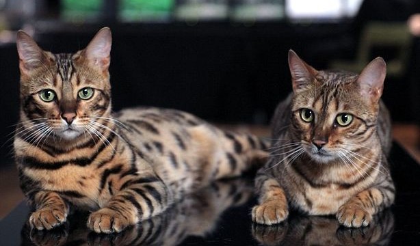 Cats recognise owners’ voices but choose to turn deaf ears
